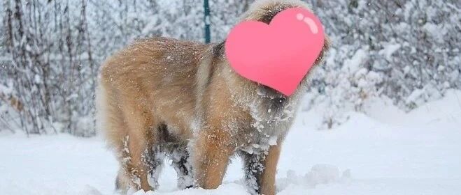 女子带“野生熊”逛森林惊呆旁人！超大只一问竟还在发育中：伦家还小嘛~