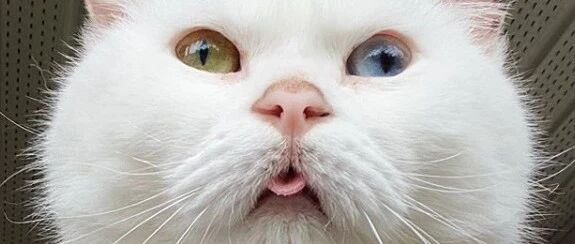 猫大麻全被嗑光！妈扭头见“凶手”一脸爽翻天：啊~好爽！