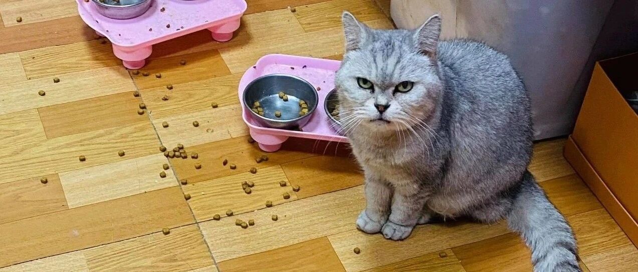 猫婆婆爱上贵价粮，从此开始挑食不吃旧粮，最后竟想出聪明妙计逼妈入货！