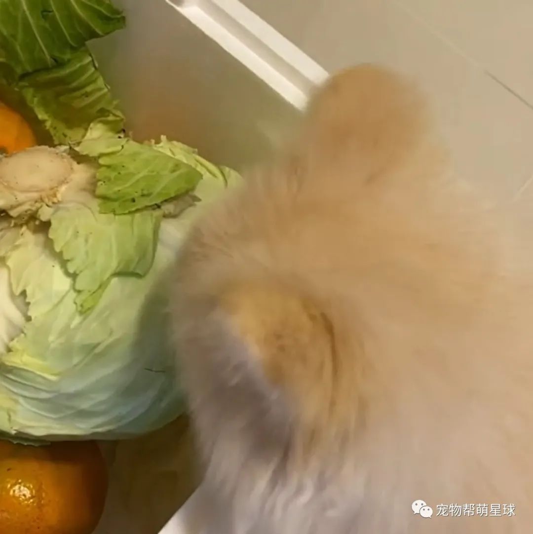 买的新鲜蔬菜,隔天菜没烂却意外出现各种洞,妈查明真相后,竟当场崩溃…-微信头条网 买的新鲜蔬菜,隔天菜没烂却意外出现各种洞,妈查明真相后,竟当场崩溃…