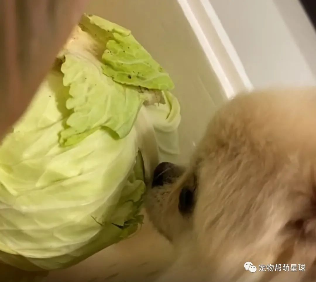 买的新鲜蔬菜,隔天菜没烂却意外出现各种洞,妈查明真相后,竟当场崩溃…-微信头条网 买的新鲜蔬菜,隔天菜没烂却意外出现各种洞,妈查明真相后,竟当场崩溃…