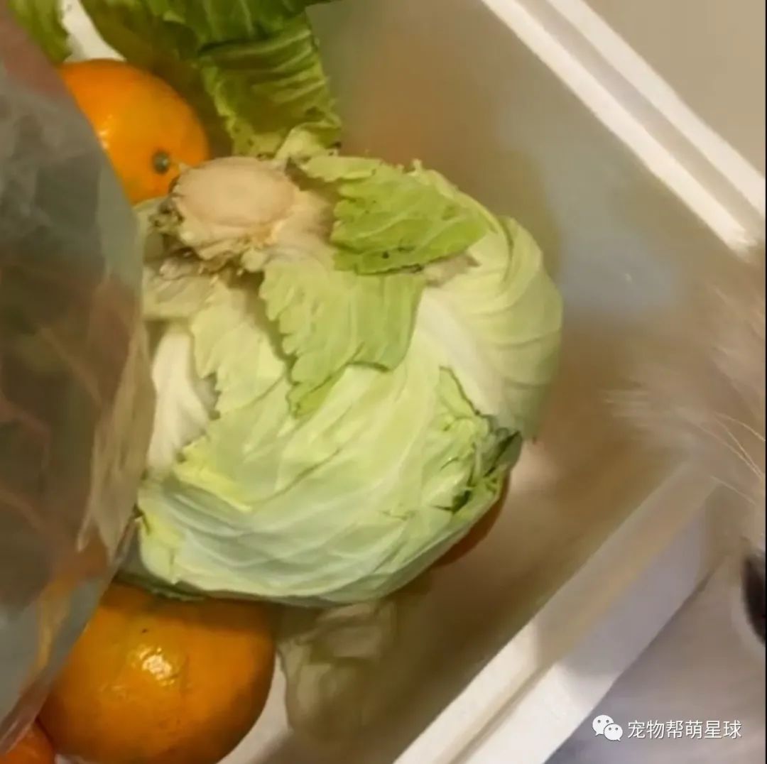 买的新鲜蔬菜,隔天菜没烂却意外出现各种洞,妈查明真相后,竟当场崩溃…-微信头条网 买的新鲜蔬菜,隔天菜没烂却意外出现各种洞,妈查明真相后,竟当场崩溃…