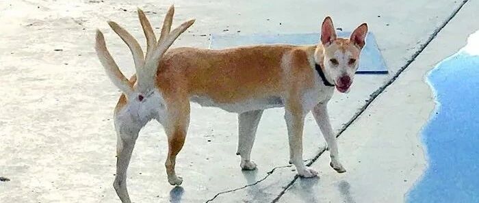 全景模式下拍照，猫狗都会成为妖孽，哈哈哈哈！