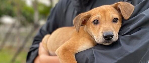 有些狗狗喂着喂着就成了长腿狗哥，主人震惊：差点以为是别家的狗...