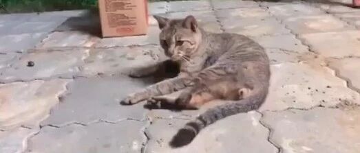 “如果明天你还在就带你回家”，浪猫听完便失踪，最后结局竟出现神反转！