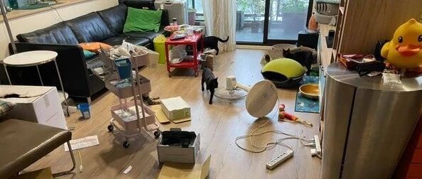 养猫最大好处就是可以“锻炼身体”!他爆惨烈照片吓坏网友：幸好是别人家的猫!