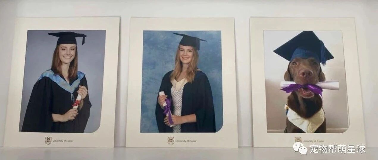 爸妈能多宠狗子?看到狗狗竟然和自己拥有同款毕业照超震惊，爸妈：你有的它也得有!