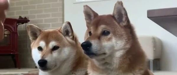 主人回家准备迎接柴柴的热情拥抱，却只得了个冷漠背影...