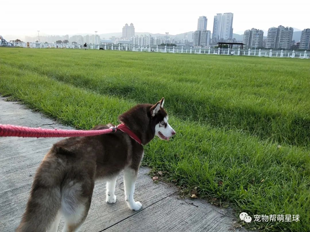 哈士奇的毛多到夸张 美容师都忍不住问 为什么平常不帮它梳毛 柠檬资讯