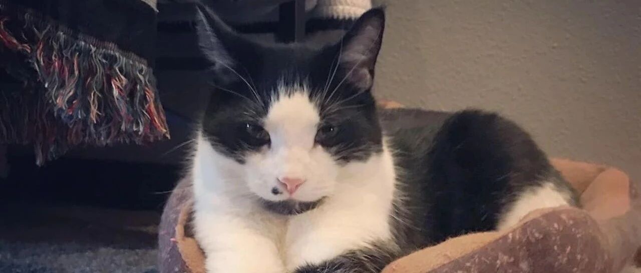 看到寻猫启示以为又是相似而已？!没想到竟真的撞猫了...