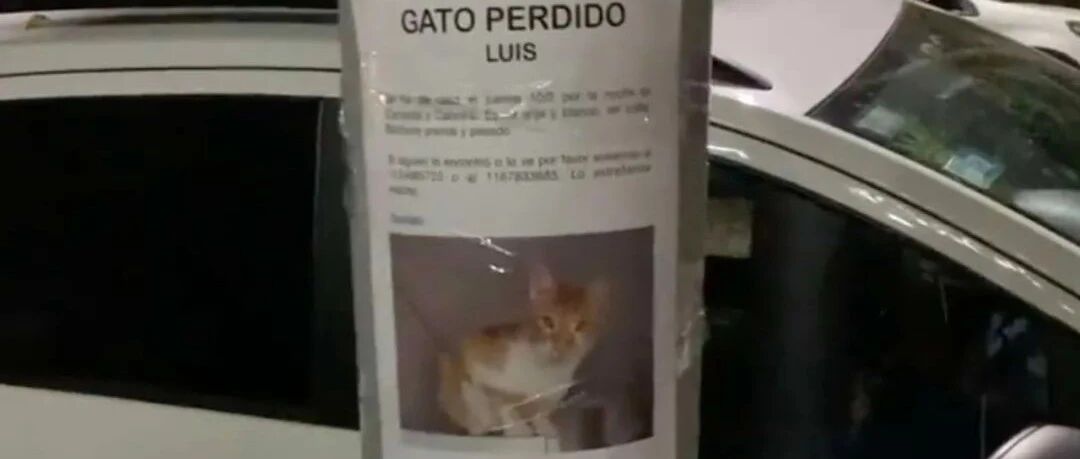 女子看到柱子上贴着一份寻猫启事，可往下一看...真贱...