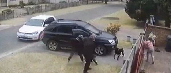 主人遭劫匪拿枪对准挟持!杜宾犬护主心切，竟冲出大门帮他挡子弹！