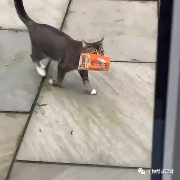 主子出去玩带一整包猫零食回家 妈直接傻眼 附近没人养猫啊 哪来得零食 宠物帮萌星球 微信公众号文章阅读