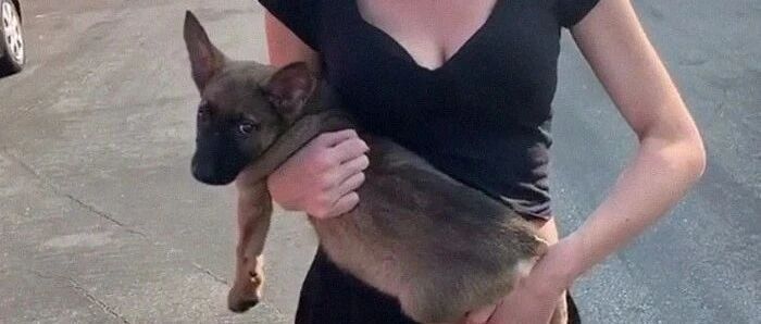 女子对黑人歌手破口大骂，竟把怀中幼犬砸向对方，最后歌手一个霸气举动让全网称赞