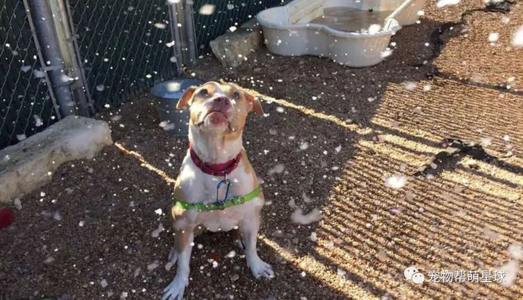 愛犬要被安樂，媽在夏天自制一場大雪為它圓夢，最後還作出讓所有人感動的選擇 寵物 第24張