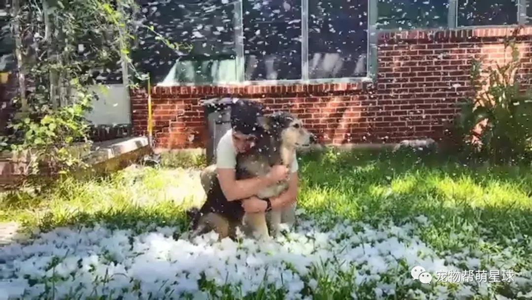 愛犬要被安樂，媽在夏天自制一場大雪為它圓夢，最後還作出讓所有人感動的選擇 寵物 第17張