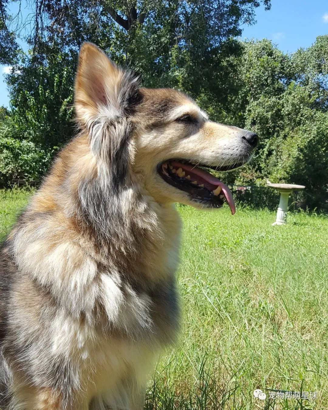 愛犬要被安樂，媽在夏天自制一場大雪為它圓夢，最後還作出讓所有人感動的選擇 寵物 第5張