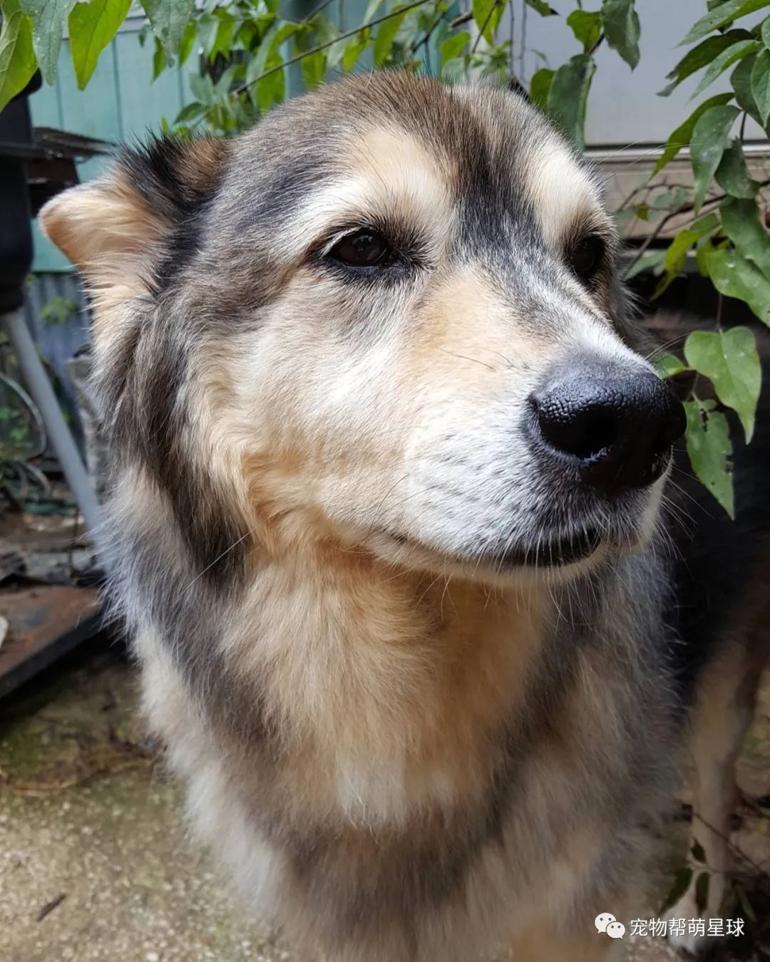 愛犬要被安樂，媽在夏天自制一場大雪為它圓夢，最後還作出讓所有人感動的選擇 寵物 第10張