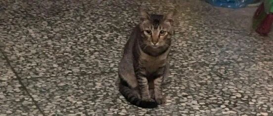 流浪猫好不容易找到固定投喂，却因吃太多被众猫嫌弃...