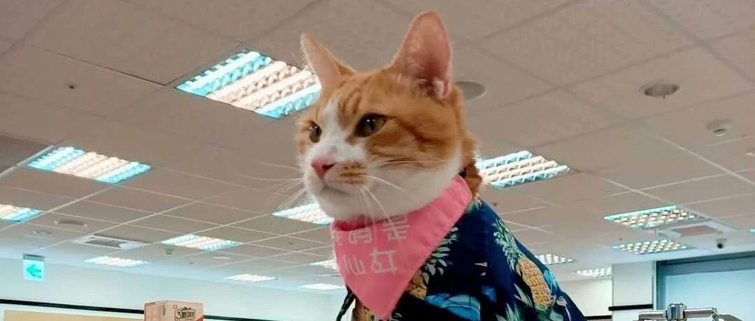 带猫买零食钱不够，店长竟提议：猫留下打工一小时还债！
