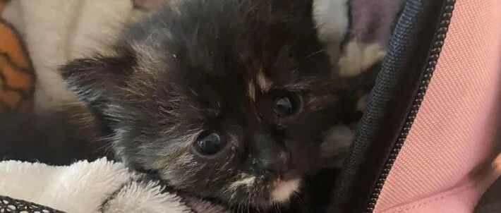 网友在森林里捡到的小奶猫，几经波折后，现在过得超耐思~