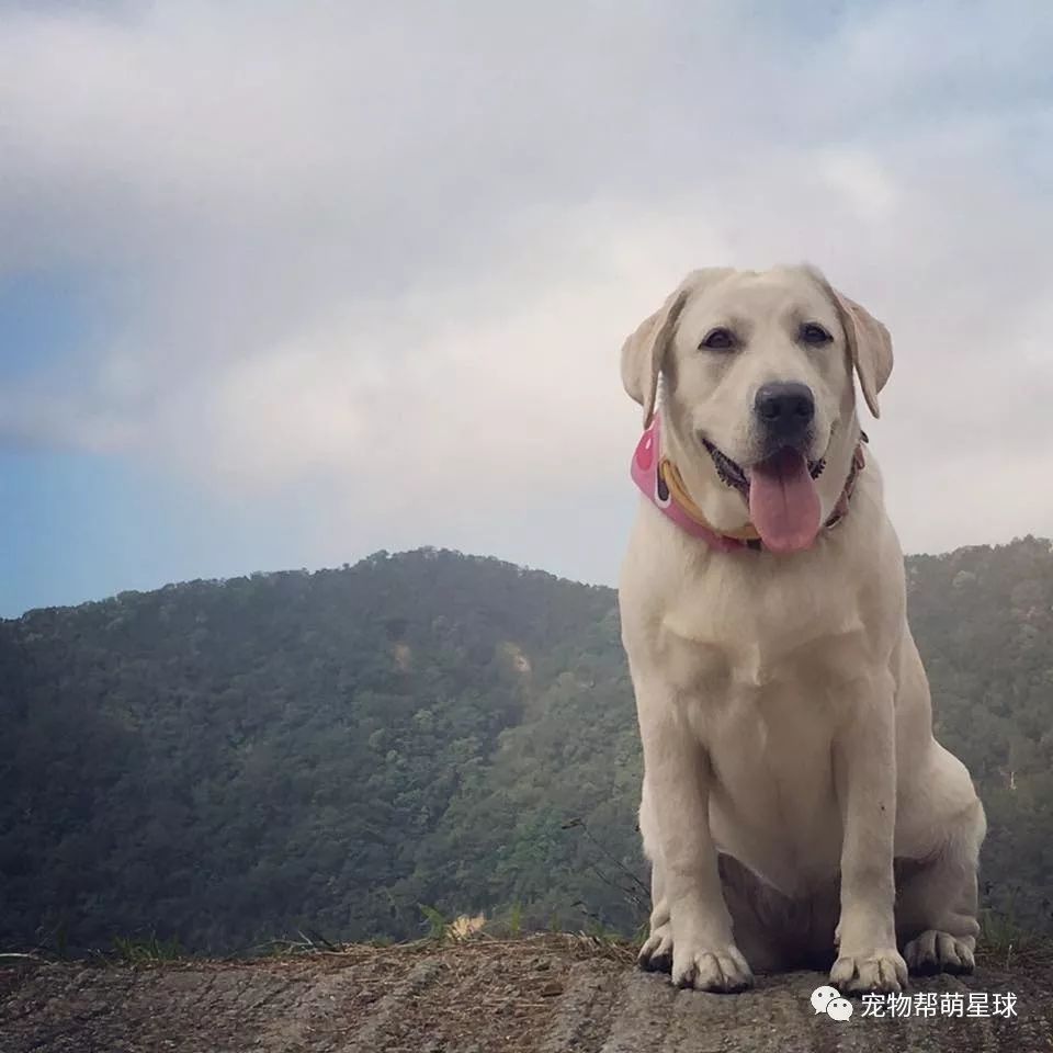 拉拉體重暴漲到90斤！小奶狗秒變油膩大叔...網友：它連呼吸都長肉！ 寵物 第2張