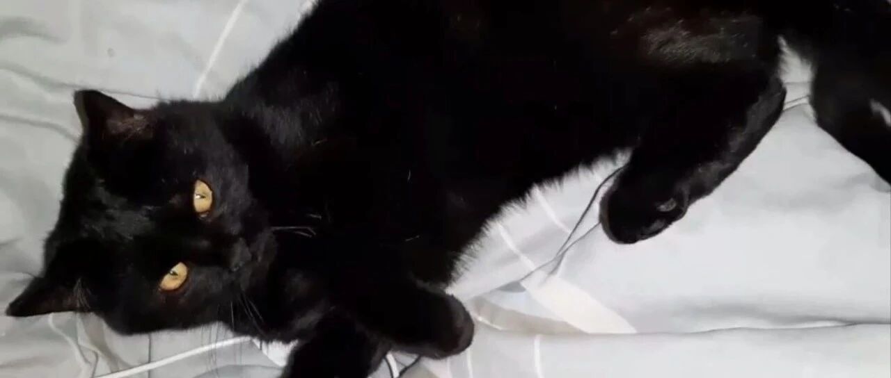 黑猫嘴叼陌生脏兮兮的灰红色毛绒公仔，妈伸手丢掉却见血迹，下秒直接吓呆！