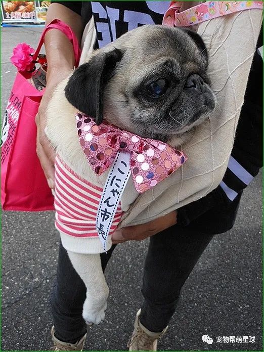 日本竟有湖南市！而且每年會選舉動物當市長，其中一隻汪脫穎而出成功上任 寵物 第10張