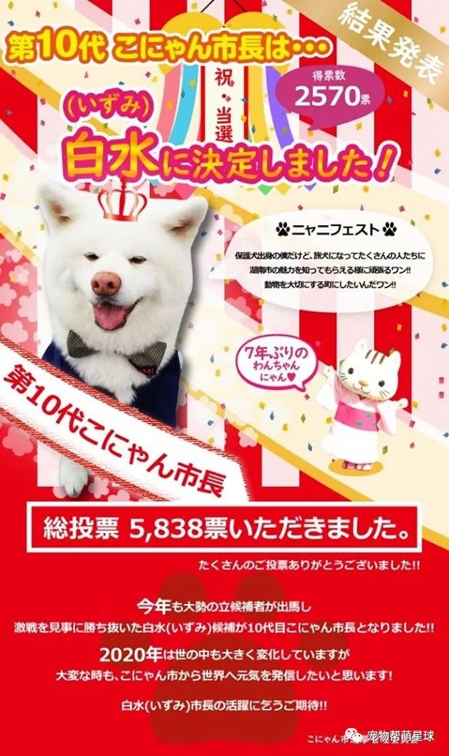 日本竟有湖南市！而且每年會選舉動物當市長，其中一隻汪脫穎而出成功上任 寵物 第13張