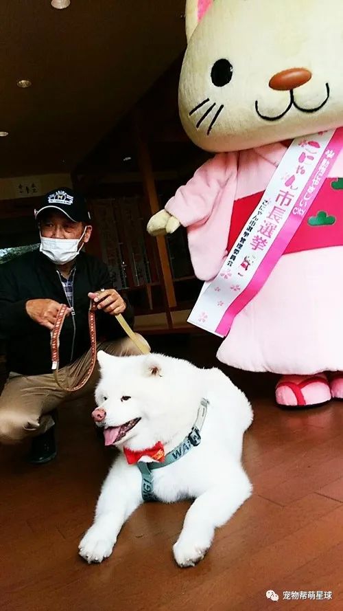 日本竟有湖南市！而且每年會選舉動物當市長，其中一隻汪脫穎而出成功上任 寵物 第2張