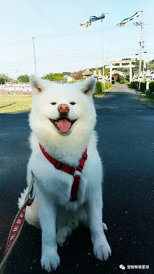 日本竟有湖南市！而且每年會選舉動物當市長，其中一隻汪脫穎而出成功上任 寵物 第9張