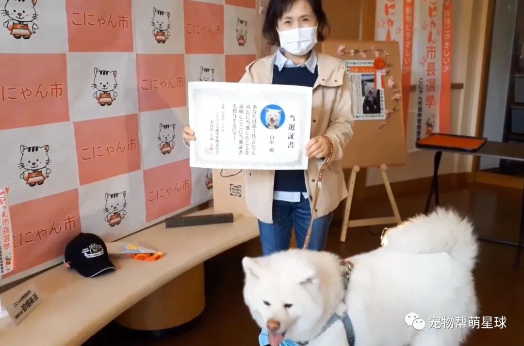 日本竟有湖南市！而且每年會選舉動物當市長，其中一隻汪脫穎而出成功上任 寵物 第12張