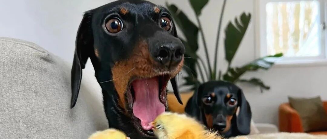 狗狗竟被家中鸡鸭兔碰瓷个遍，狗：“我看起来很好欺负么！”