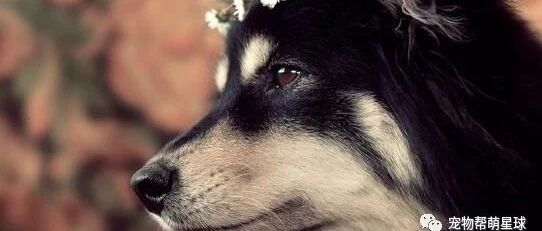 狗狗被救活了，这位主治医师却把饭碗丢了.....