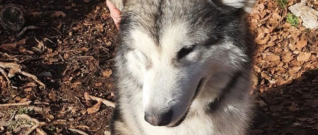 主人登山时意外摔伤，狗狗的暖心动作令救援人员感动落泪...