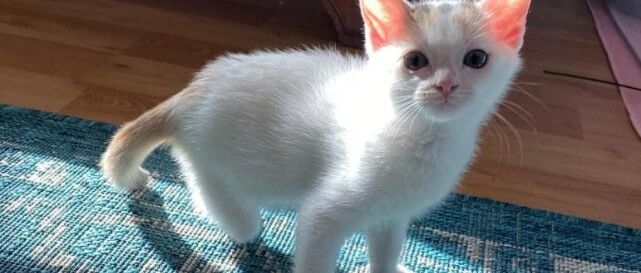 三条腿的小猫在得到一个生存机会后，它的坚强让所有人敬佩​！