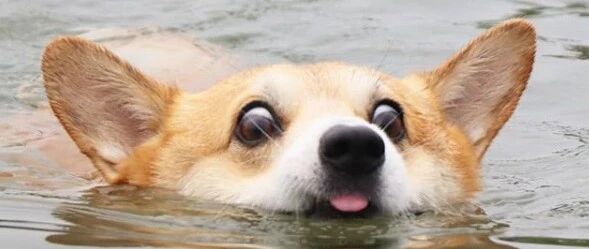 自带表情包的柯基满脸都是戏！这是我见过最浮夸的基！