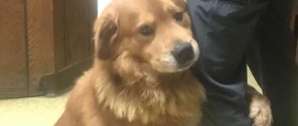 被遗弃的金毛列入安乐死名单，它紧抱救援人员大腿：救救我...