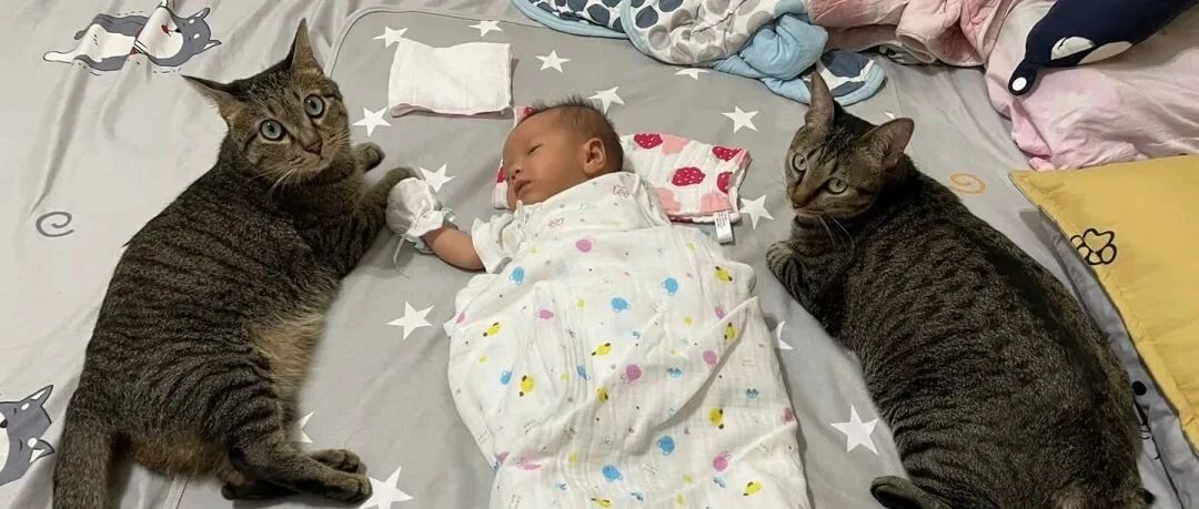 猫咪对主人爱的浓烈，可自从小主人的到来，猫咪变了主人崩溃了...