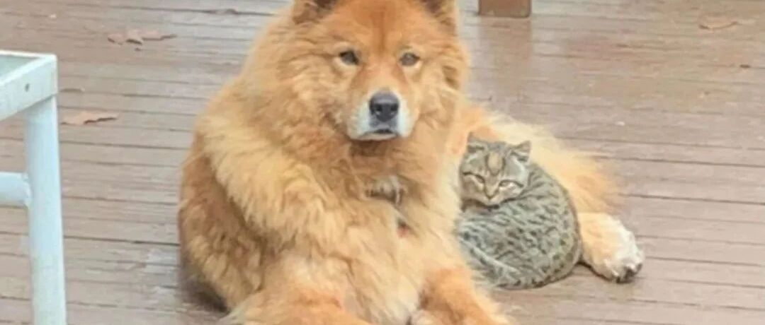 17岁老狗狗趁主人不注意，将小流浪猫搂入怀中：让我当一次妈妈吧...