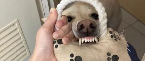 狗叼玩具强闯厕所：“快和我玩”，她深呼吸：它最大，骂不得