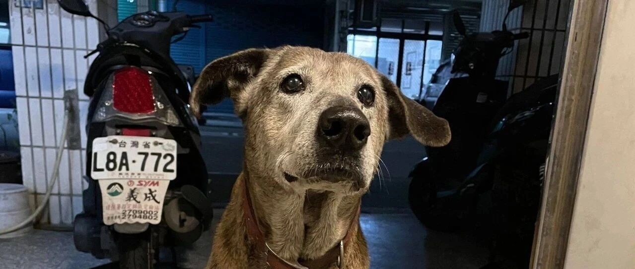 狗狗为见主人离家出走1.5公里，碰面后还做出窝心举动，令爸超感动…