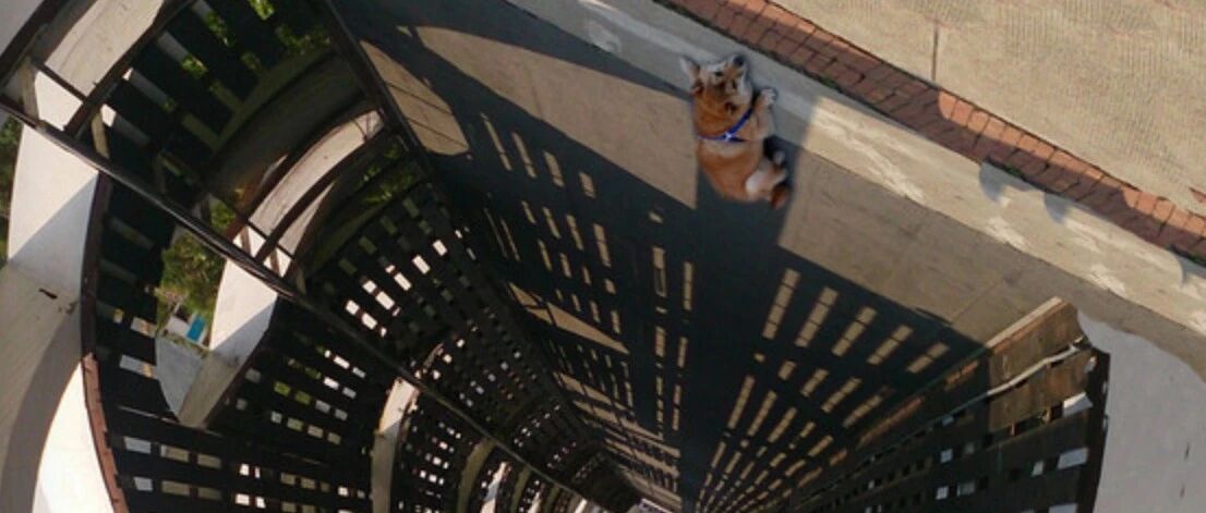 柴犬掉进无限深渊紧抓边缘…拍摄者见死不救？背后真相却是这样…