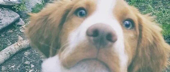 四年前车祸遭截肢，坚强狗两只脚走路重获灿烂笑容让全网感动！