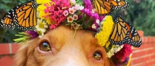 又带香气又招蝴蝶，这一定是狗界中的“含香”叭…