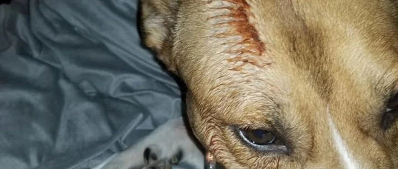 半夜发现狗头流血，主人心疼直流泪，可开灯一看:还我眼泪！！！