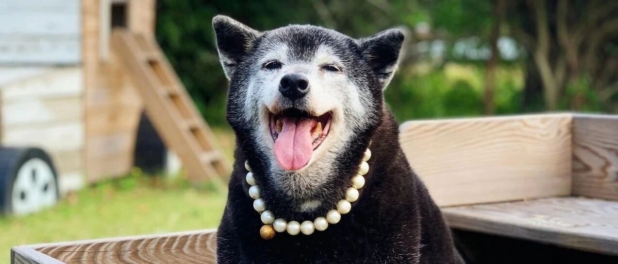 妈一个习惯性举动另网友崩溃大哭，后面才知道这一切都是因为一只黑柴…