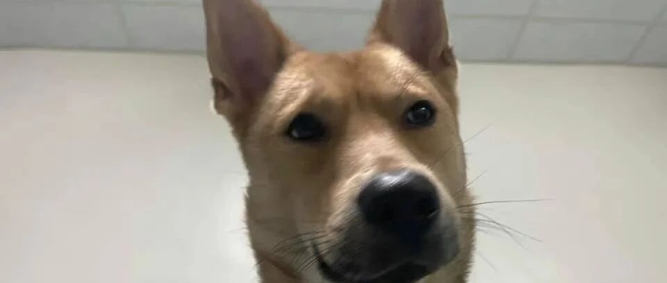 狗狗因长相着急被一众网友嘲笑，狗：别笑了，还笑，再笑凶你！