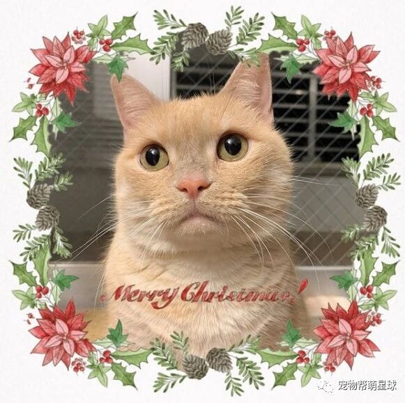 爸靠近吸猫，喵皇完美防御还使出一招“如来喵掌”！直接吓傻网友：看着都痛！