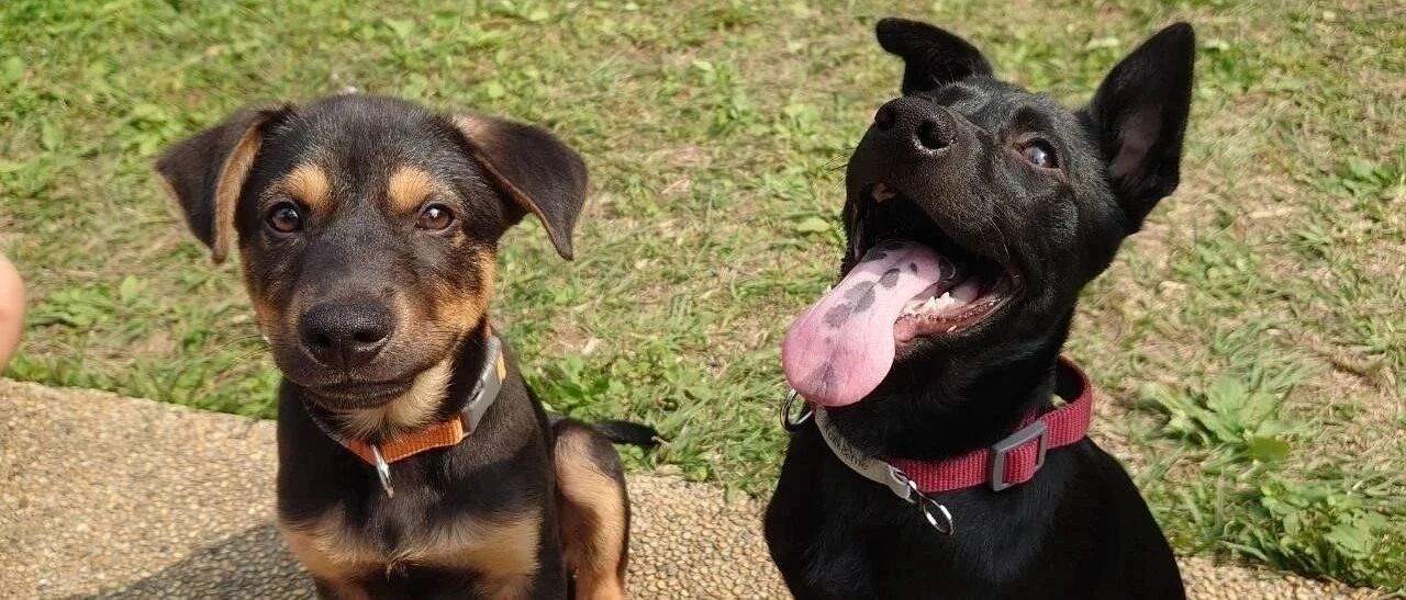 两狗从围栏“越狱”，还嚣张绑走鸡妈妈，妈找农场主人赔罪竟揭爆笑真相！